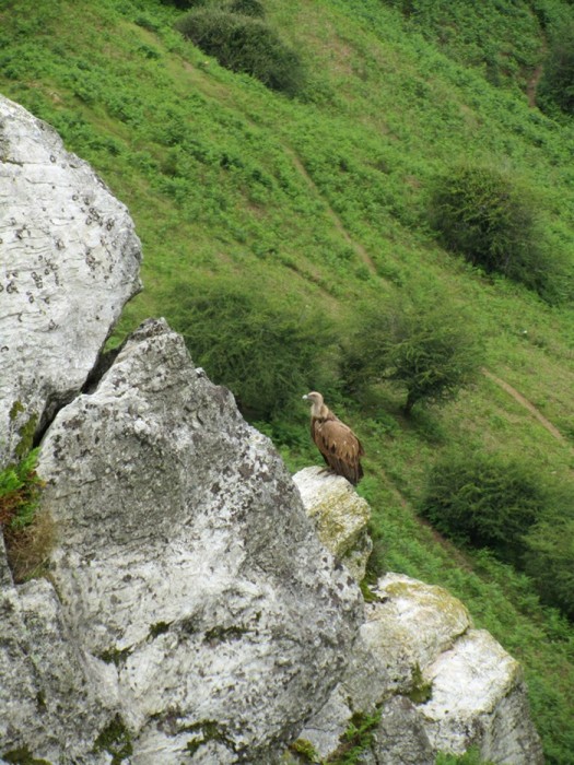Le fameux rapace qui gute: un vautour, sur la randonne au Mondarrain