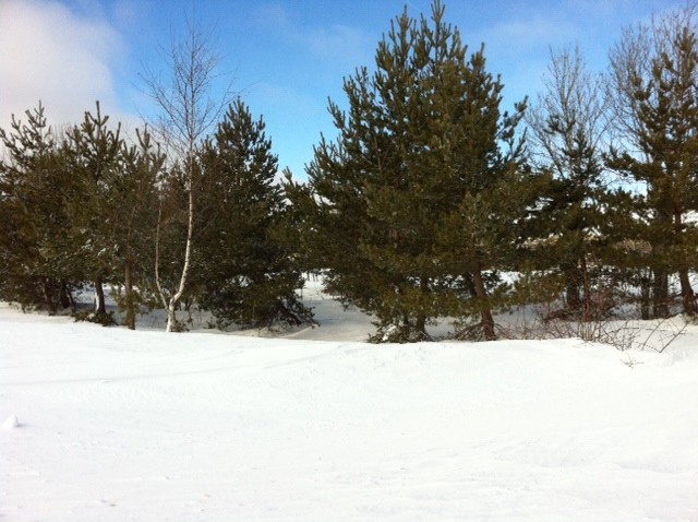 Aubrac enneig et ses sapins en lisire