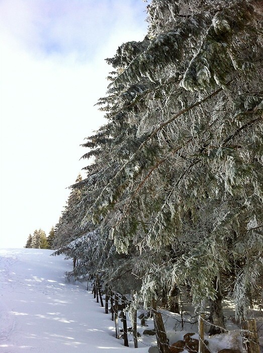 Sapins enneigs sur le Plateau de l'Aubrac en Aveyron