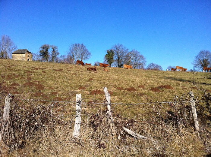 Vaches Aveyronnaises sur le chemin de randonne au dessus d'Espalion