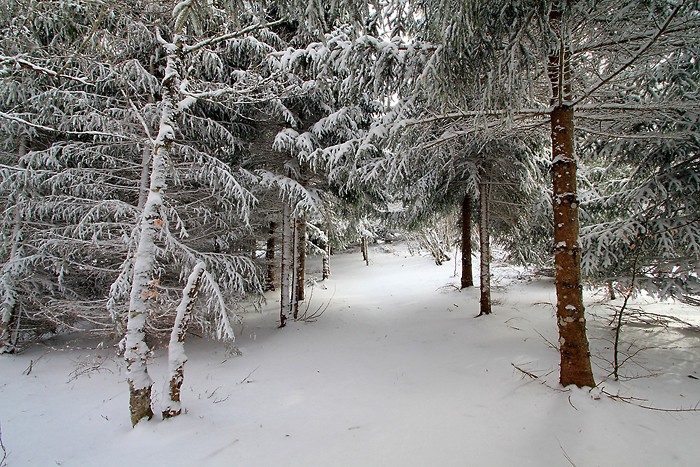 Balade dans la neige sur l'Aubrac