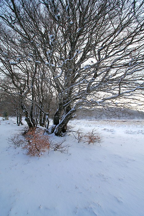 Randonne sur l'Aubrac en janvier 2011