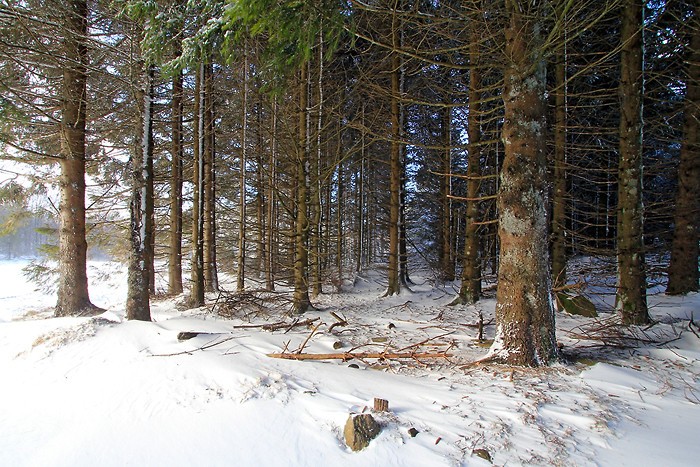 Arbres enneigs sur l'Aubrac