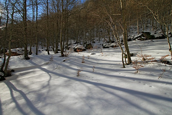 Dans le bois de Saint-Savin