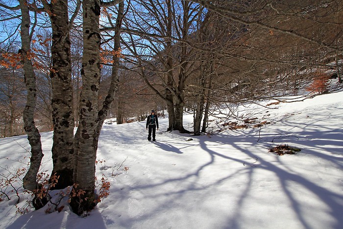 Balade dans le bois de Saint-Savin