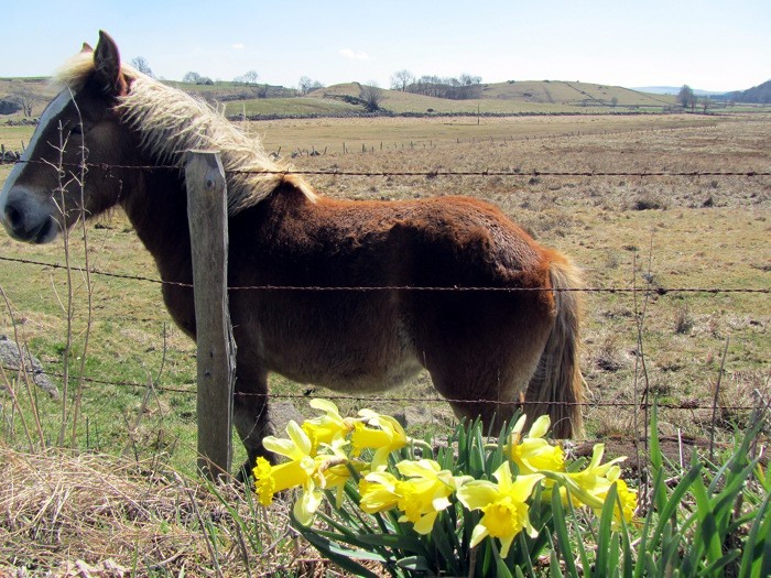Jonquille sur le plateau de l'Aubrac, au printemps