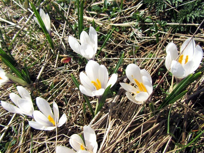 Crocus sur le plateau de l'Aubrac, au printemps