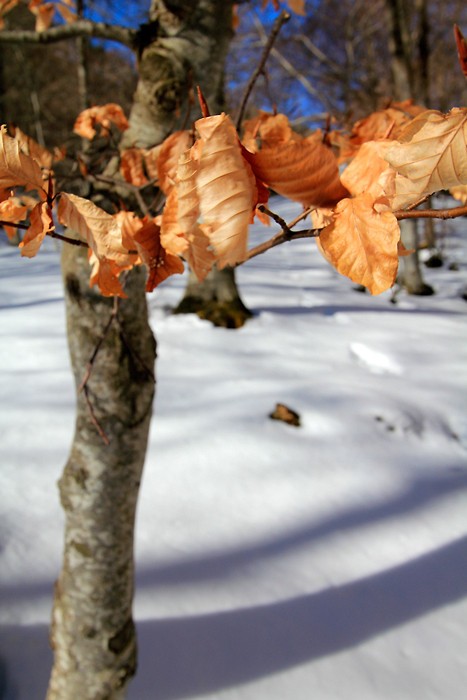 Encore quelques feuilles sur les arbres
