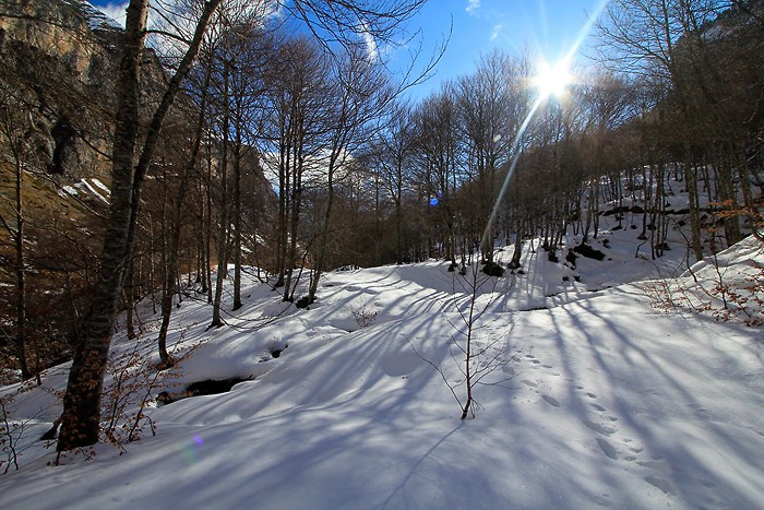 Balade dans le bois de Saint-Savin