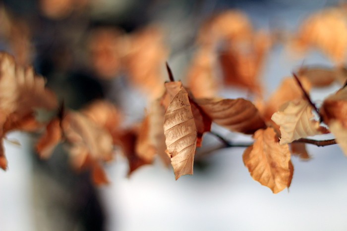 Macro dans le bois de Saint Savin