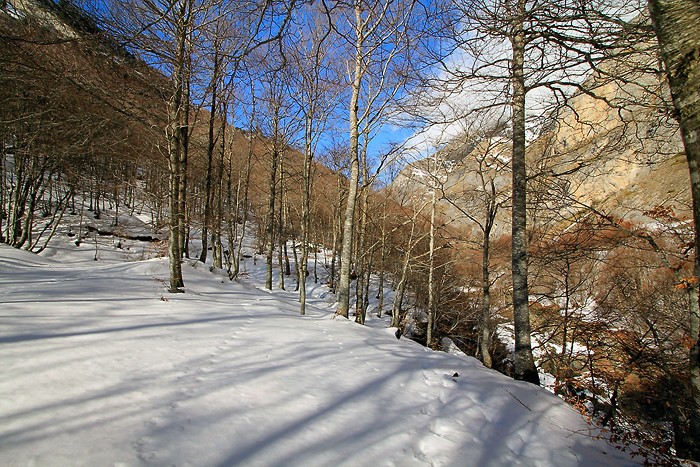 Bois de Saint-Savin dans les Hautes-Pyrnes