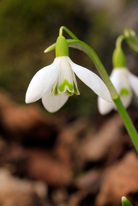 Perce neige sur le plateau de l'Aubrac