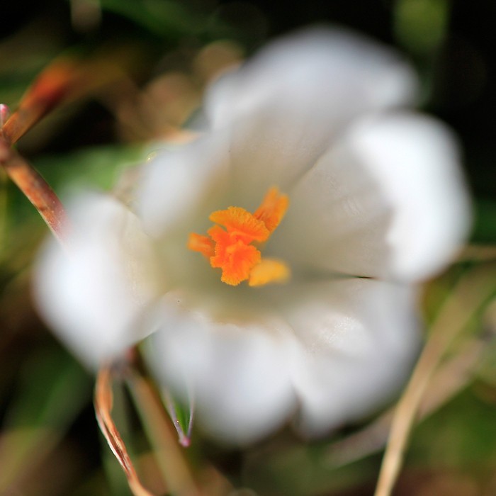 Crocus sur le plateau de l'Aubrac