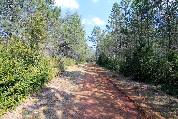 On traverse la forêt pour rejoindre l'autre point de vue On traverse la forêt pour rejoindre l'autre point de vue