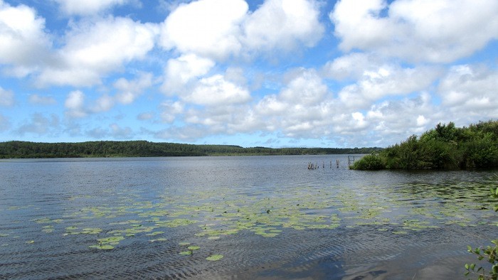 L'étang de Léon, entrée du courant d'Huchet L'étang de Léon, entrée du courant d'Huchet