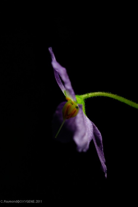 Ramonda myconi