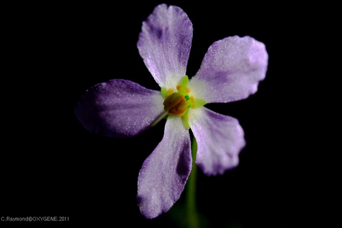 Ramonda myconi