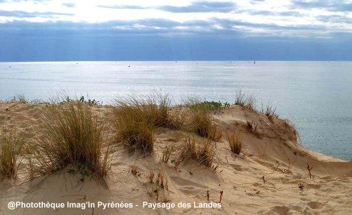 Paysage landais