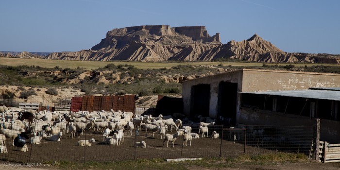 Bardenas reales