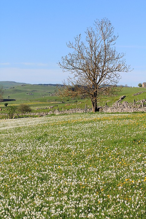 Les fleurs sont de sortie sur le plateau de l'Aubrac
