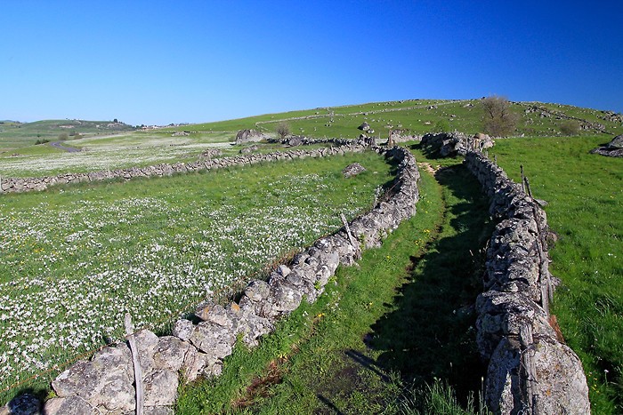Paysage d'Aubrac : draille d'Aubrac