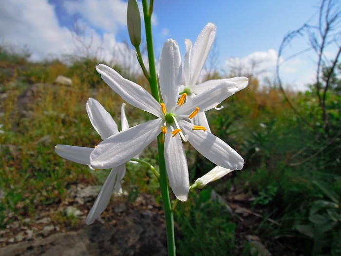 Jolie fleur au dtour du GR 65