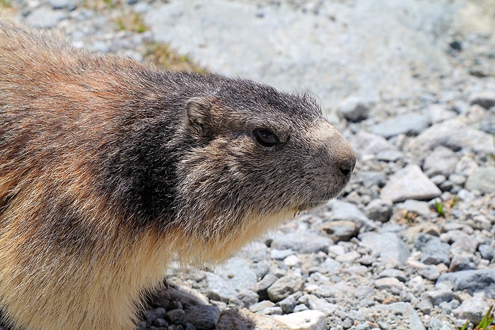 La marmotte n'est plus en hibernation