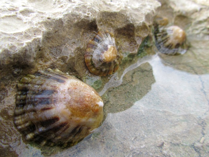 Coquillages  marre basse sur la plage de Guthary