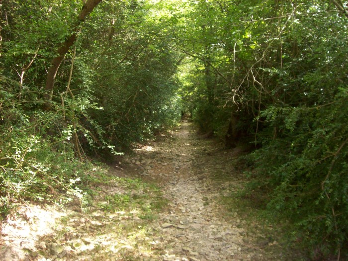 Sentier dans la fort