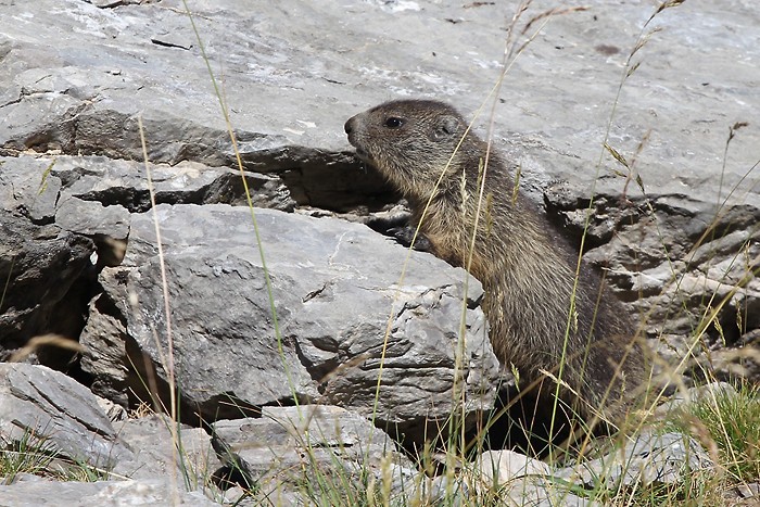 Jeune marmotte juste avant le cirque d'Estaub