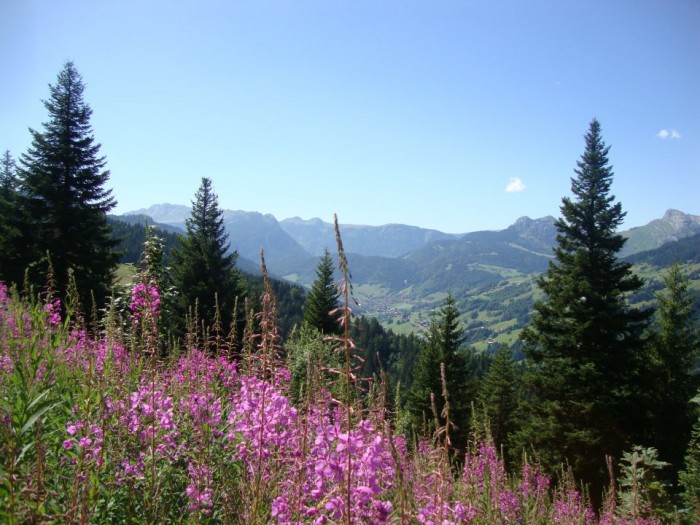 Epilobes et Grand Bornand