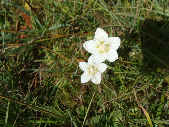 Fleurs sur Aubrac