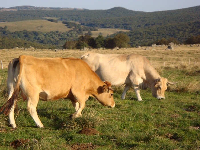 Vaches de race Aubrac, sur l'Aubrac