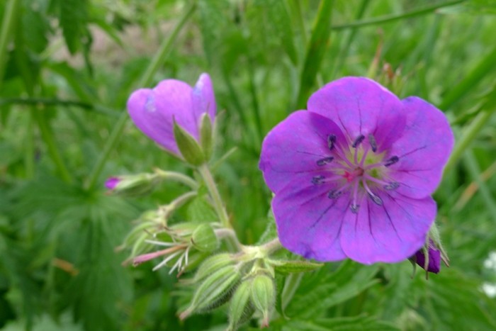 Flore dans le Massif du Mont Dore, au bord du Lac du Gury
