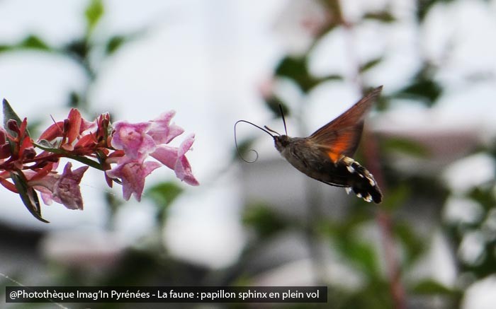 Sphinx en plein vol