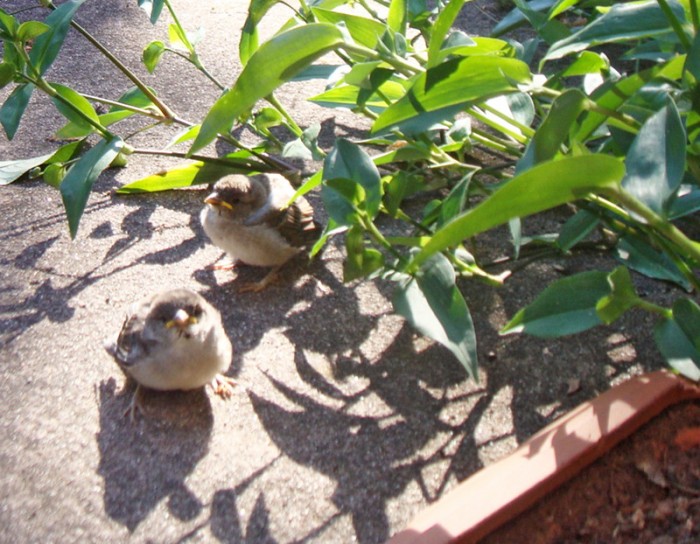 Petits oiseaux rencontrs lors de notre randonne