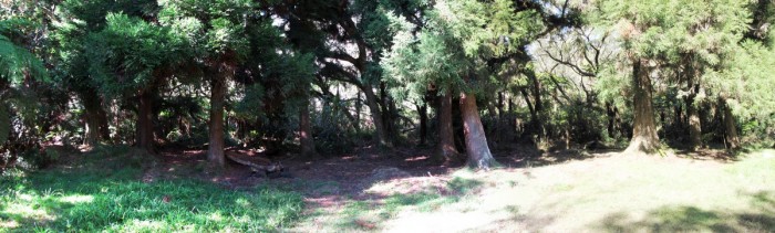 Clairire dans la fort de Blouve