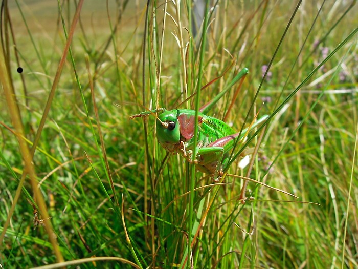 Trs vert, on le confondrait presque avec l'herbe !