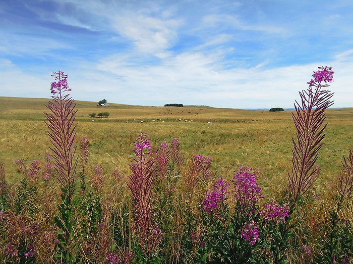 Terre d'Aubrac (ct Lozre)