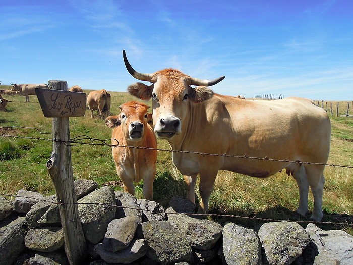 Vaches Aubrac et le troupeau derrire