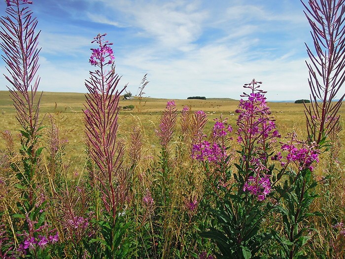 Le plateau d'Aubrac