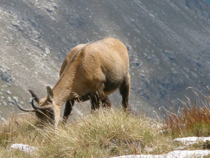 Chamois au Pas de l'Arpette