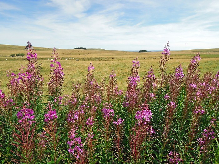 Vue sur le plateau de l'Aubrac du ct Lozrien