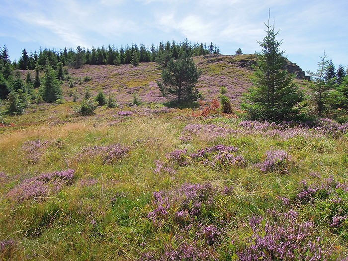 Flore sur l'Aubrac, en randonne pdestre