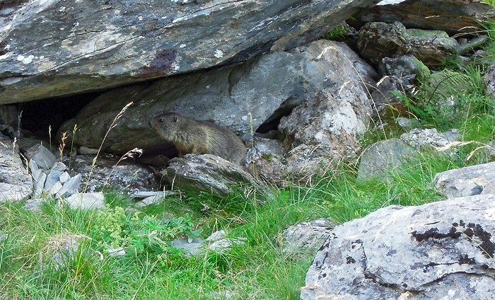 Bb marmotte dans les Pyrnes