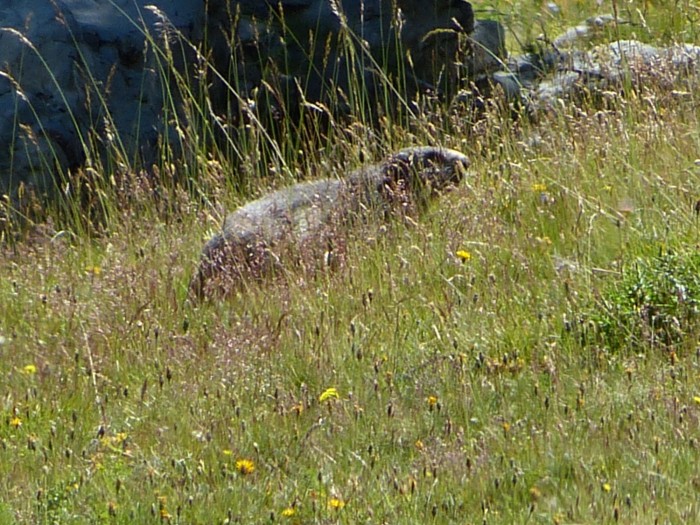 Sur le chemin du Lac d'Allos