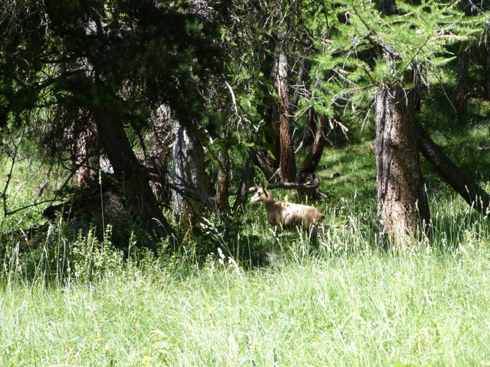 Chamois