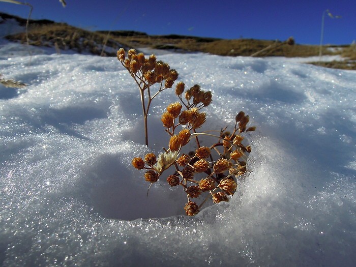 La neige est l face au Col de Pourteillou