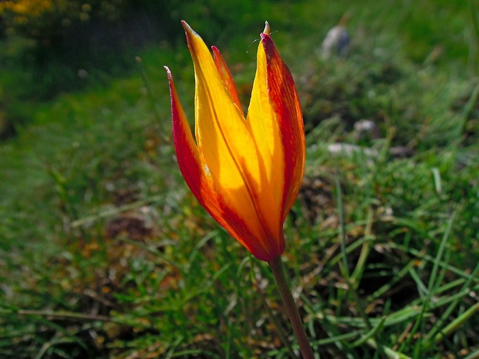 Fleur aux couleurs de feu, sur l'Aubrac, Lozre