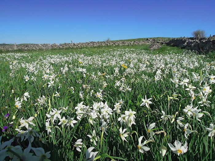 Champ de narcisse, Aubrac, Lozère Champ de narcisse, Aubrac, Lozère